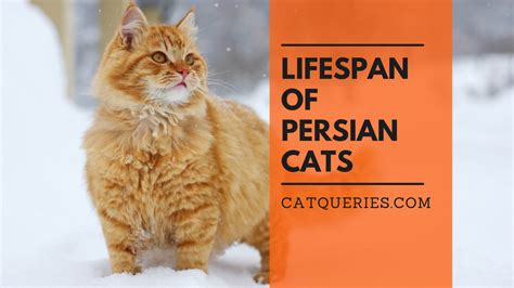 Average persian cat lifespan - Jul 7, 2016 · "[A] one-year-old cat is physiologically similar to a 16-year-old human, and a two-year-old cat is like a person of 21. For every year thereafter, each cat year is worth about four human years. Using this formula, a 10-year-old cat is similar age-wise to a 53-year-old person, a 12-year-old cat to a 61-year-old person, and a 15-year-old cat to a ... 
